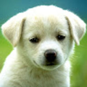 Meet your Posher, Ron